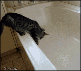 cat-enters-bathtub5840d.gif