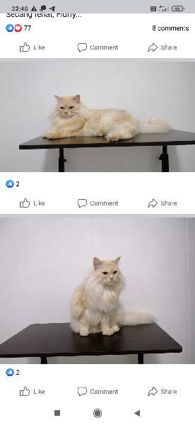bCLW6JIzB43bdd1b4f9f41021.jpg
