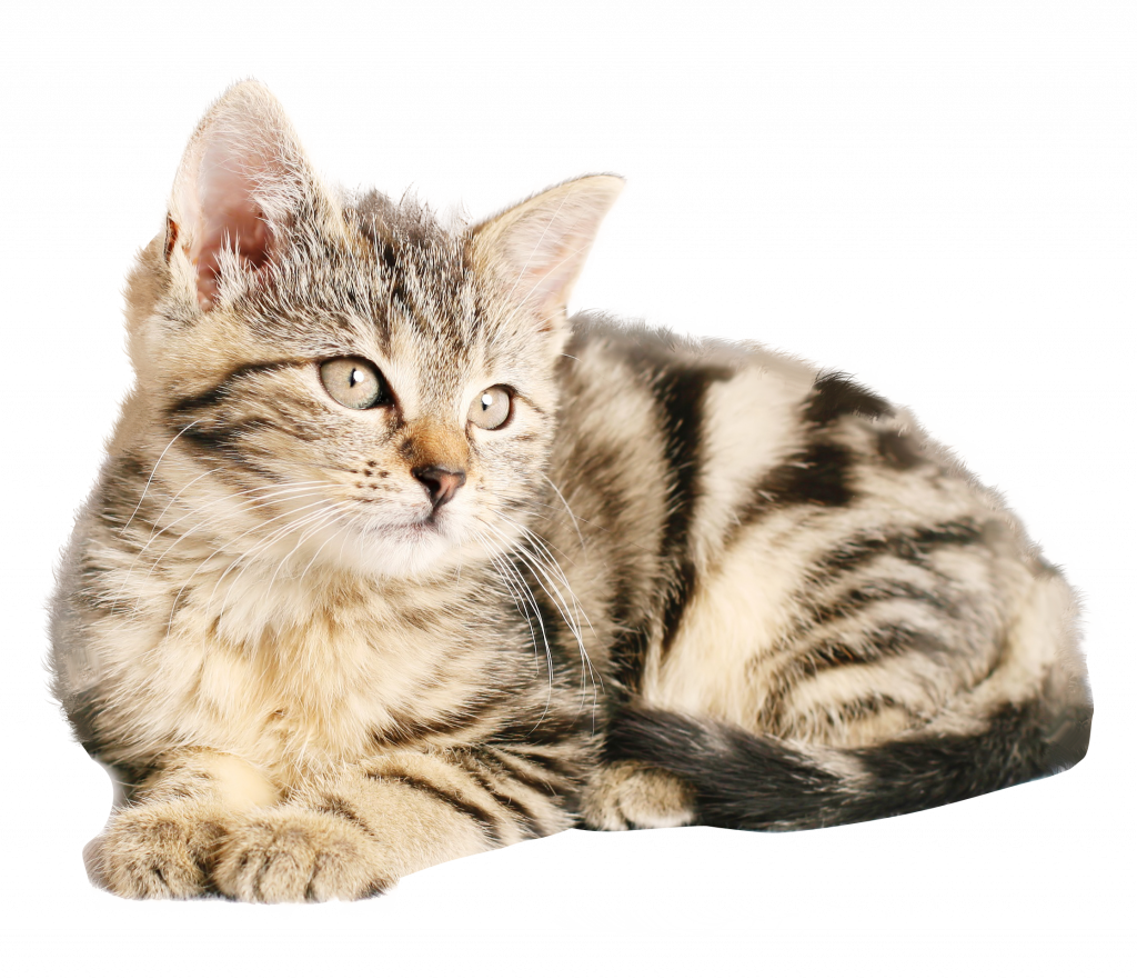 3HkCbDrRw9010f58a362b1797.png