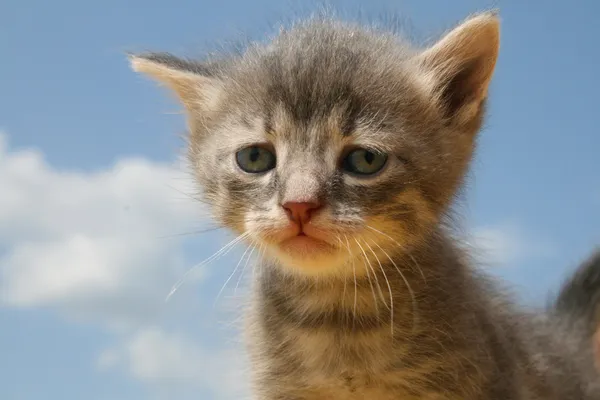 WVfuR6WRm7ef4ba52b62c993f.webp